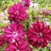 Clématite - Clematis Red Passion -Promos Feullisia Magasin Clematis Red Passion 84880 1