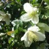 Clématite Cirrhosa Wisley Cream -Promos Feullisia Magasin Clematis cirrhosa Wisley Cream 83626 1