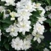 Clématite - Clematis Diversifolia White Arabella -Promos Feullisia Magasin Clematis diversifolia White Arabella 89513 1