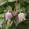 Clématite - Clematis Fusca -Promos Feullisia Magasin Clematis fusca 81371 1