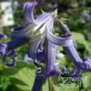 Clematis Heracleifolia Côte D'Azur 2/3L -Promos Feullisia Magasin Clematis heracleifolia Cote d Azur 87807 1