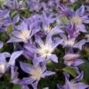 Clématite - Clematis Integrifolia Blue River -Promos Feullisia Magasin Clematis integrifolia Blue River IF 1009691 1