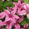 Clématite Integrifolia Saphyra Duo Rose -Promos Feullisia Magasin Clematis integrifolia Saphyra Duo Rose 85474 1