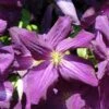 Clématite - Clematis Jackmanii Purpurea 2 Clématite - Clematis Jackmanii Purpurea -Promos Feullisia Magasin Clematis jackmanii Purpurea Zojapur 81381 1
