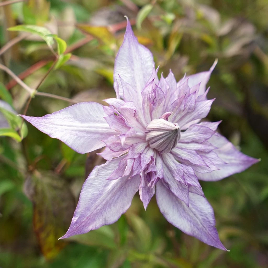 Clématite - Clematis Lady Kyoko 3 Clématite - Clematis Lady Kyoko