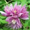 Clématite - Clematis Macropetala Purple Dream -Promos Feullisia Magasin Clematis macropetala Purple Dream 82539 1