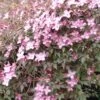 Clématite - Clematis Montana Freda 2 Clématite - Clematis Montana Freda -Promos Feullisia Magasin Clematis montana Freda 67855 1
