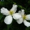 Clématite - Clematis Montana Spooneri 1 Clématite - Clematis Montana Spooneri -Promos Feullisia Magasin Clematis montana Spooneri 87468 1