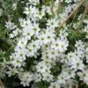 Clématite - Clematis Early Sensation -Promos Feullisia Magasin Clematite Clematis Early Sensation IF 7715694 1