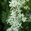 Clématite - Clematis Armandii Little White Charm -Promos Feullisia Magasin Clematite Clematis armandii Little White Charm IF 6813641 1