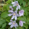 Clématite - Clematis Diversifolia River Star 2 Clématite - Clematis Diversifolia River Star -Promos Feullisia Magasin Clematite Clematis diversifolia River Star IF 6814921 1
