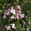 Clématite - Clematis Viticella Hagelby Pink -Promos Feullisia Magasin Clematite Clematis viticella Hagelby Pink IF 6814981 1