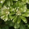 Clématite - Clematis Green Passion -Promos Feullisia Magasin Clematite Green Passion 83600 1