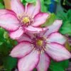 Clematite - Clematis Paradiso -Promos Feullisia Magasin Clematite Paradiso 83031 1