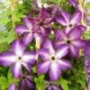 Clématite - Clematis Venosa Violacea -Promos Feullisia Magasin Clematite Venosa 681438 1