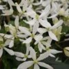 Clématite - Clematis Armandii Snowdrift -Promos Feullisia Magasin Clematite armandii Snowdrift 83607 1