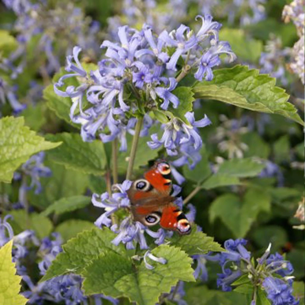 Clématite Herbacée - Clematis Heracleifolia 3 Clématite Herbacée - Clematis Heracleifolia