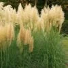 Cortaderia Selloana Mini Pampas Gold - Herbe De La Pampa -Promos Feullisia Magasin Cortaderia selloana Mini Gold Pampas Herbe de la pampa IF 17894 1