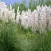 Cortaderia Selloana Mini Silver Pampas - Herbe De La Pampa Naine -Promos Feullisia Magasin Cortaderia selloana Mini Silver Pampas Herbe de la pampa naine IF 17896 1