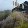 Cortaderia Selloana Splendid Star - Herbe De La Pampa -Promos Feullisia Magasin Cortaderia selloana Splendid Star 87479 1