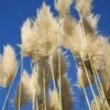 Cortaderia Selloana Sunningdale Silver -Promos Feullisia Magasin Cortaderia selloana Sunningdale Silver 81126 1