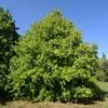 Corylus Colurna - Noisetier De Byzance -Promos Feullisia Magasin Corylus colurna 85243 1