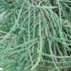 Cèdre Du Japon Araucarioides - Cryptomeria Japonica -Promos Feullisia Magasin Cryptomeria japonica Araucarioides 87744 1