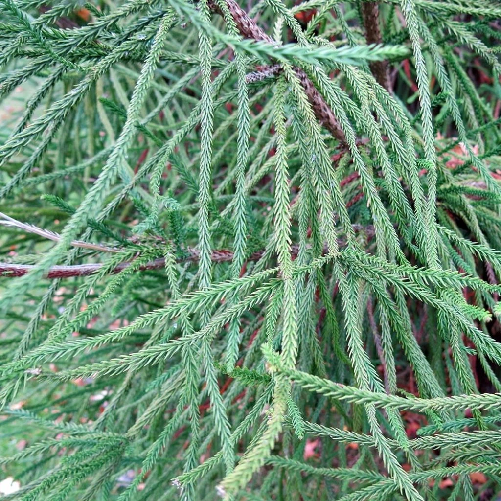 Cèdre Du Japon Araucarioides - Cryptomeria Japonica 3 Cèdre Du Japon Araucarioides - Cryptomeria Japonica