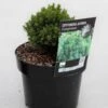 Cryptomeria Japonica Compressa -Promos Feullisia Magasin Cryptomeria japonica Compressa 84029 1