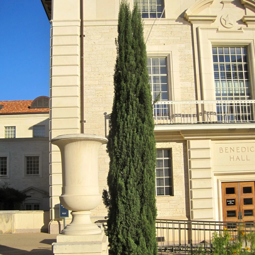 Cyprès De Provence - Cupressus Sempervirens Pyramidalis 3 Cyprès De Provence - Cupressus Sempervirens Pyramidalis