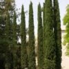 Cupressus Sempervirens Stricta - Cyprès D'Italie -Promos Feullisia Magasin Cupressus sempervirens Stricta 83283 1
