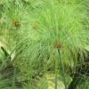 Cyperus Papyrus - Papyrus 2 Cyperus Papyrus - Papyrus -Promos Feullisia Magasin Cyperus papyrus 83287 1