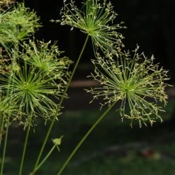 Cyperus Prolifer - Papyrus Nain