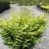 Cyprès Hinoki Du Japon - Chamaecyparis Obtusa Lucas -Promos Feullisia Magasin Cypres hinoki du Japon Chamaecyparis obtusa Lucas IF 1002451 1