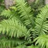 Dryopteris Kuratae - Fougère -Promos Feullisia Magasin Dryopteris kuratea Fougere 16537 1