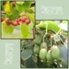 Duo Kiwi De Sibérie 'Ken's Red' (femelle) + 'Issai' (pollinisateur) -Promos Feullisia Magasin Duo Kiwi de Sib rie Ken s Red Issai 70019 1