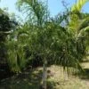 Dypsis Plumosa - Palmier Plumeux -Promos Feullisia Magasin Dypsis plumosa 89853 1