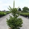 Picea Abies Will's Zwerg - Épicéa Commun 2 Picea Abies Will's Zwerg - Épicéa Commun -Promos Feullisia Magasin Epicea commun Picea abies Will s Zwerg IF 1002732 1