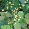 Epimedium Platypetalum, Fleur Des Elfe -Promos Feullisia Magasin Epimedium platypetalum 8978 1