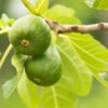 Figuier Jannot - Ficus Carica -Promos Feullisia Magasin Figuier Jannot Ficus carica copyright 1003722 1