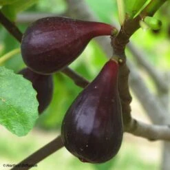 Figuier Noire De Caromb Bio