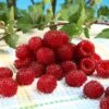 Framboisier Raspbeary (remontant) - Rubus Idaeus -Promos Feullisia Magasin Framboisier Raspbeary remontant Rubus idaeus IF 1794111 1