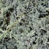 Genévrier écailleux - Juniperus Squamata Blue Spider -Promos Feullisia Magasin Genevrier ecailleux Juniperus squamata Blue Spider copyright 1006822 1