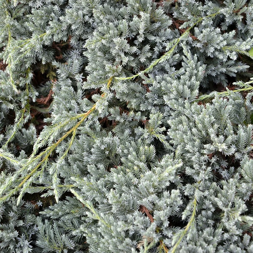 Genévrier écailleux - Juniperus Squamata Blue Spider 3 Genévrier écailleux - Juniperus Squamata Blue Spider