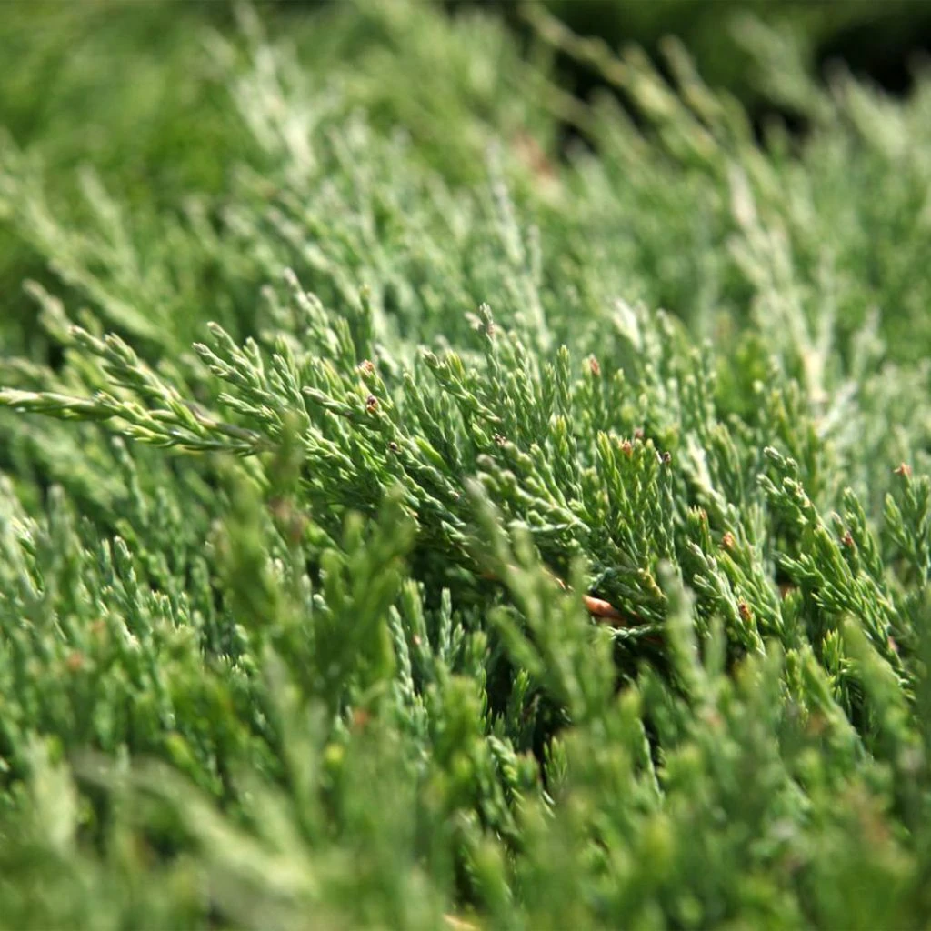 Genévrier Horizontal - Juniperus Horizontalis Andorra Compact 3 Genévrier Horizontal - Juniperus Horizontalis Andorra Compact