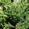 Genévrier Horizontal - Juniperus Horizontalis Prince Of Wales -Promos Feullisia Magasin Genevrier horizontal Juniperus horizontalis Prince Of Wales IF 1001362 1