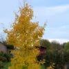 Ginkgo Biloba Fastigiata Gold Flame - Arbre Aux Quarante écus -Promos Feullisia Magasin Ginkgo Biloba fastigiata Gold Flame LD 16550 1