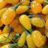 Goji Amber Sweet - Lycium Barbarum -Promos Feullisia Magasin Goji Amber Sweet Lycium barbarum 84993 1