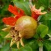 Grenadier à Fruits - Punica Granatum -Promos Feullisia Magasin Grenadier a fruits 78112 1