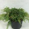 Juniperus Communis Hornibrookii - Genévrier Commun -Promos Feullisia Magasin Juniperus communis Hornibrookii 652002 1